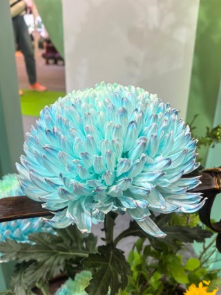 年產(chǎn)值超5000億元！“鮮花經(jīng)濟(jì)”一路生花