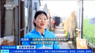 出欄了！頭均可賺150-200，五一備貨提振豬價